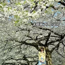 甘孜旅游 缩略图 4