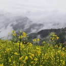 黄山旅游 缩略图 8