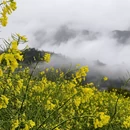 黄山旅游 缩略图 11