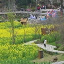 黄山旅游 缩略图 5