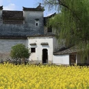 黄山旅游 缩略图 7