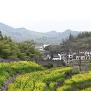 黄山旅游 缩略图 9