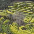 黄山旅游 缩略图 10