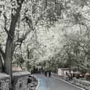 阿坝旅游 缩略图 4