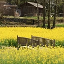 黄山旅游 缩略图 8
