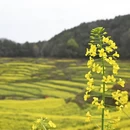 黄山旅游 缩略图 11