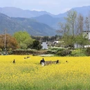 黄山旅游 缩略图 14