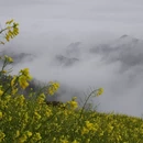 黄山旅游 缩略图 9