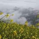 黄山旅游 缩略图 10