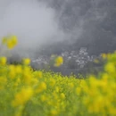 黄山旅游 缩略图 13