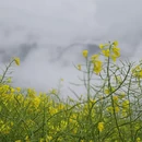 黄山旅游 缩略图 12