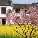 黄山旅游 缩略图 17