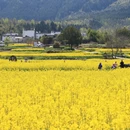 黄山旅游 缩略图 18