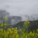 黄山旅游 缩略图 14