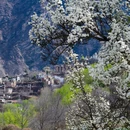 阿坝旅游 缩略图 3