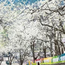 成都旅游 缩略图 2