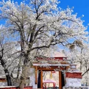 成都旅游 缩略图 5