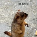 甘孜旅游 缩略图 14