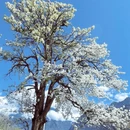 阿坝旅游 缩略图 1