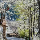 阿坝旅游 缩略图 4