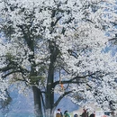 甘孜旅游 缩略图 3