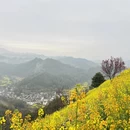 黄山旅游 缩略图 3