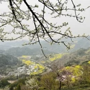 黄山旅游 缩略图 4