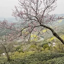 黄山旅游 缩略图 5