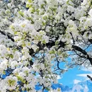 阿坝旅游 缩略图 13
