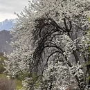 甘孜旅游 缩略图 8