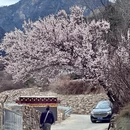 甘孜旅游 缩略图 9