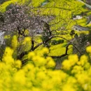 黄山旅游 缩略图 11