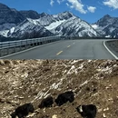 成都旅游 缩略图 11