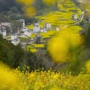 黄山旅游 缩略图 9