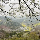 黄山旅游 缩略图 8