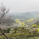 黄山旅游 缩略图 7