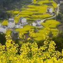 黄山旅游 缩略图 1