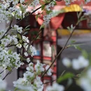 甘孜旅游 缩略图 11