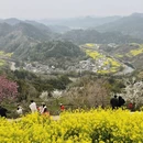 黄山旅游 缩略图 9