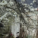 甘孜旅游 缩略图 2