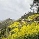 黄山旅游 缩略图 10