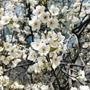 阿坝旅游 缩略图 16
