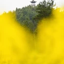黄山旅游 缩略图 12