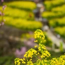 黄山旅游 缩略图 15