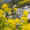 黄山旅游 缩略图 16