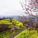 黄山旅游 缩略图 5