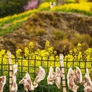黄山旅游 缩略图 18