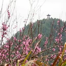 黄山旅游 缩略图 17