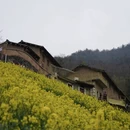 黄山旅游 缩略图 13