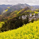 黄山旅游 缩略图 4